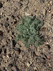 Lomatium mohavense