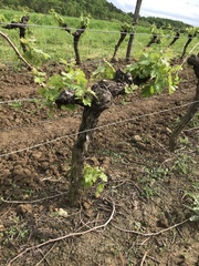 Vitis vinifera vinifera