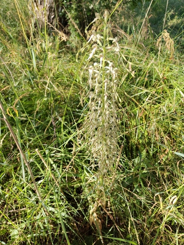 Lizard Orchid
