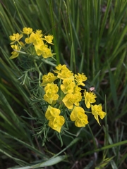 Euphorbia cyparissias