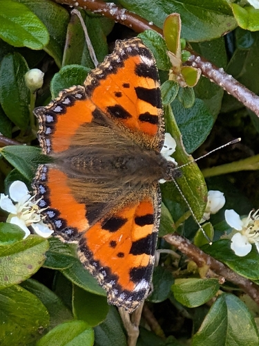 Small Tortoiseshell