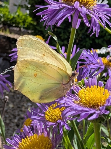 Common Brimstone