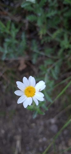 Phalacrocarpum oppositifolium, photograph 1