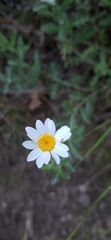Phalacrocarpum oppositifolium