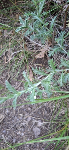 Phalacrocarpum oppositifolium, photograph 2