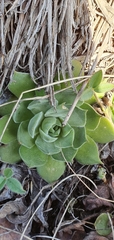 Sempervivum