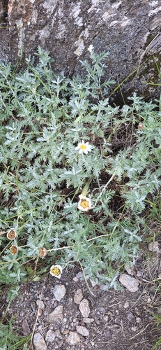 Phalacrocarpum oppositifolium, photograph 4