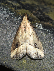 Schrankia macula