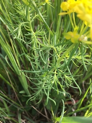 Euphorbia cyparissias