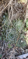 Sempervivum
