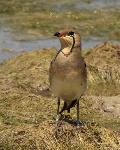 Collared Pratincole