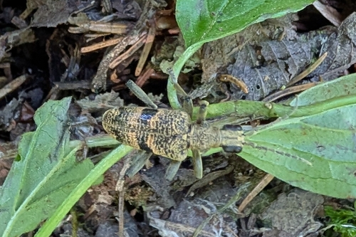 Blackspotted Longhorn Beetle