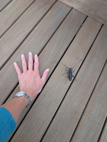 Great capricorn beetle
