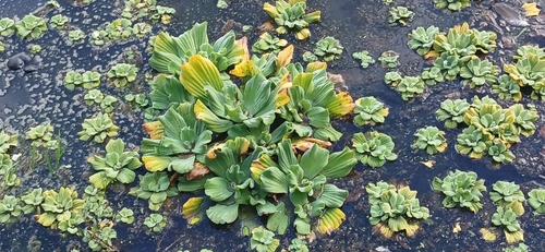 Water Lettuce