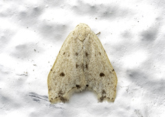 Oxacme commotoides