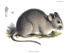 Bennett's Chinchilla Rat photo 3