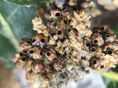 Callirhytis serricornis