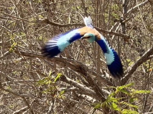 Abyssinian Roller