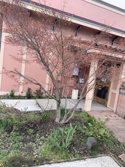 Acer palmatum