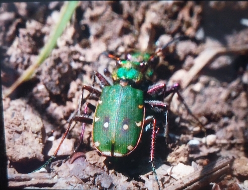 Green Tiger Beetle