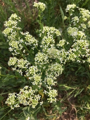 Lepidium draba