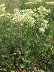 Lepidium draba