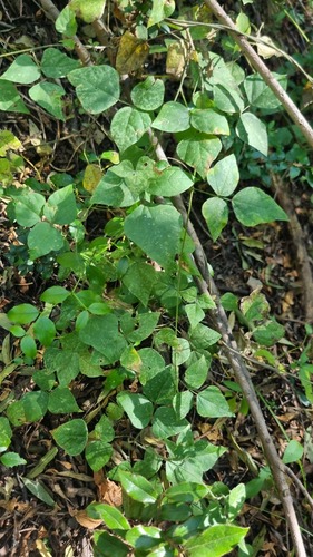 Rhynchosia caribaea observed 2026-06-07