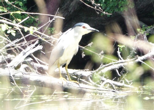 Black-crowned Night Heron