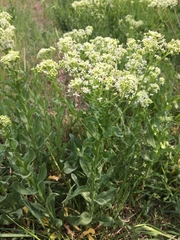 Lepidium draba