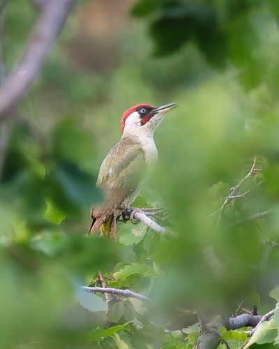 Mesopotamian Green Woodpecker
