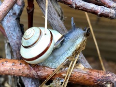 Cepaea nemoralis