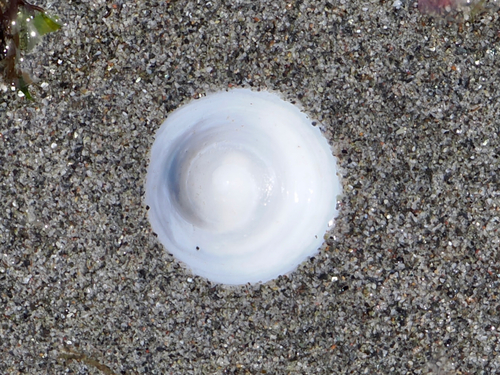 Calyptraea fastigiata observed 2026-06-06