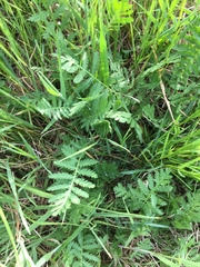 Tanacetum vulgare