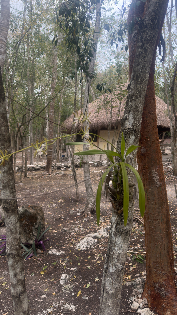 Encyclia guatemalensis (Klotzsch) Dressler & G.E.Pollard