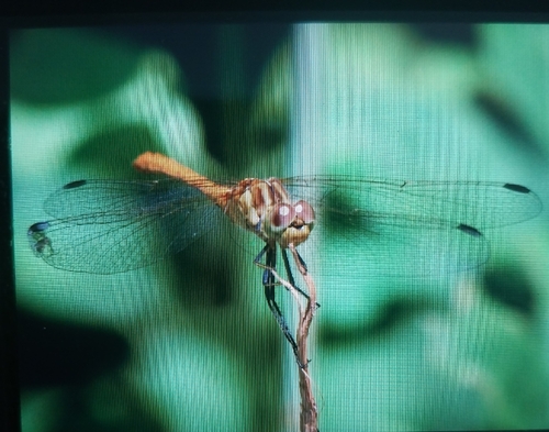 Southern Darter