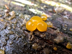 Dacrymyces stillatus