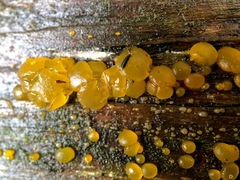 Dacrymyces stillatus