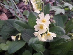 Primula elatior
