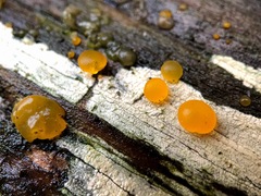 Dacrymyces stillatus