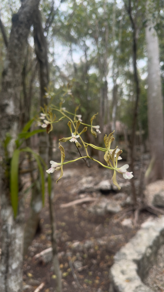 Encyclia guatemalensis (Klotzsch) Dressler & G.E.Pollard 2