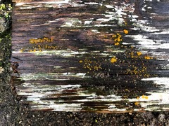 Dacrymyces stillatus