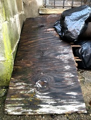 Dacrymyces stillatus