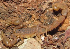 Hottentotta eminii
