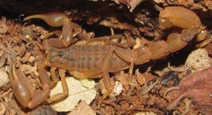 Hottentotta eminii