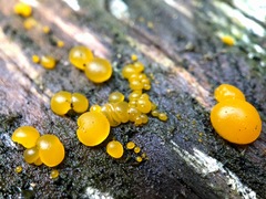 Dacrymyces stillatus