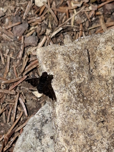 Black Banded Bee Fly