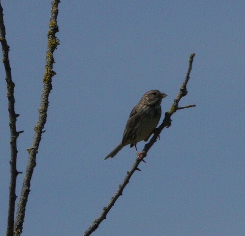 Corn Bunting