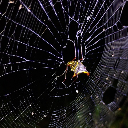 Micrathena fissispina
