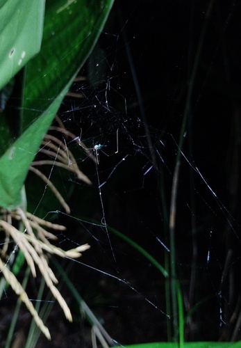 Mesabolivar kathrinae