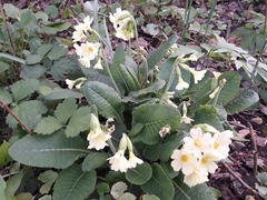 Primula elatior